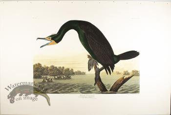 Flordia Cormorant